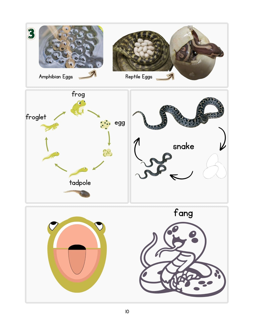 Zoology by Biome Student Notebook PreK–K