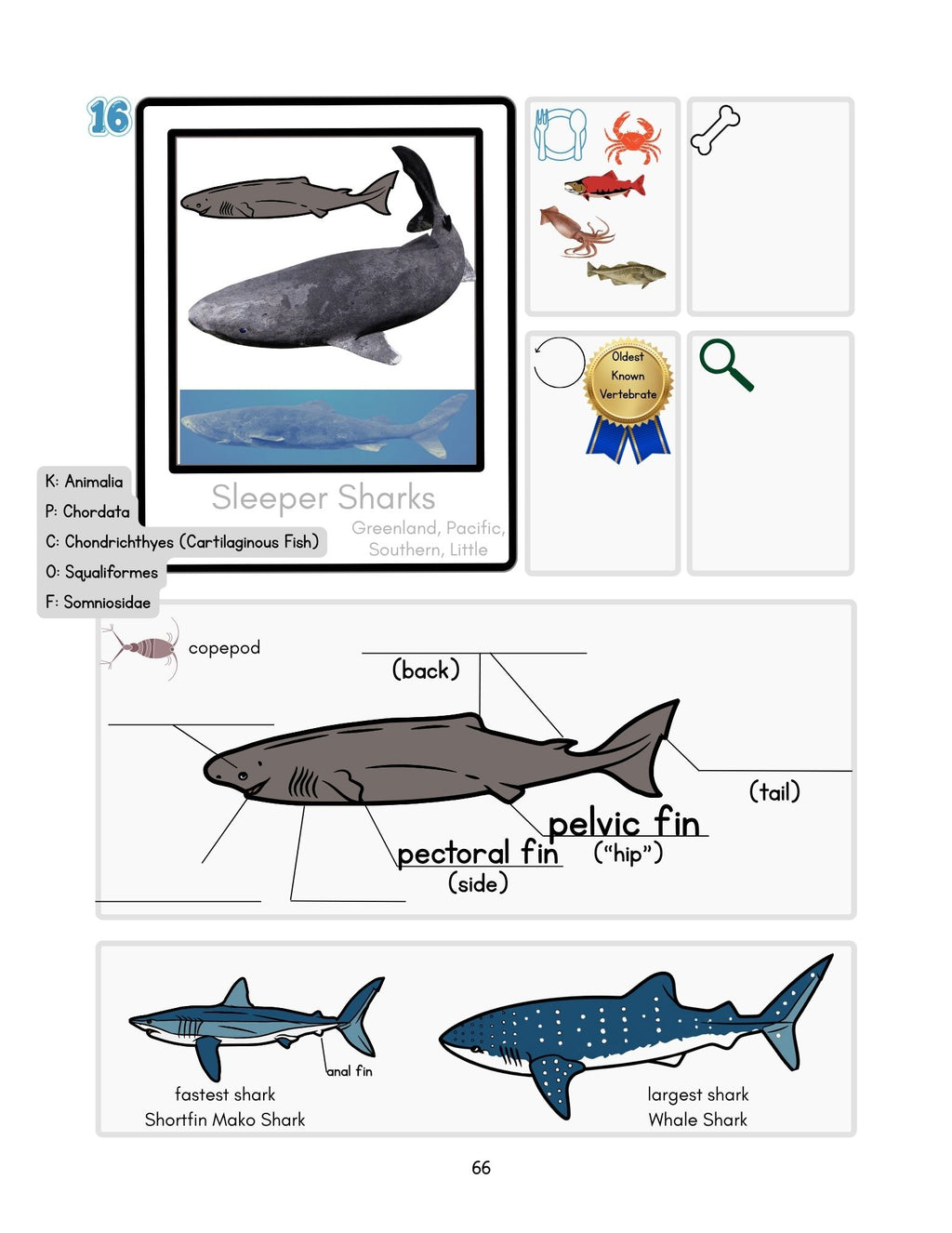 Zoology by Biome Student Notebook 3rd–4th
